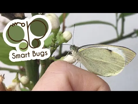 Come allevare farfalle per matrimoni